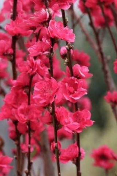 Персик плакучий ’Намисто’ ’Мелред Випинг’ — штамб|Prunus persica ’Namysto’ ’Melred Weeping’ |Персик плакучий ’Ожерелье’ ’Мелред Випинг’ - штамб